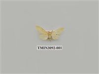 藏品(螟蛾102)的圖片